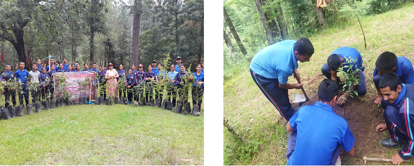 Tree Plantation at Sanana Village